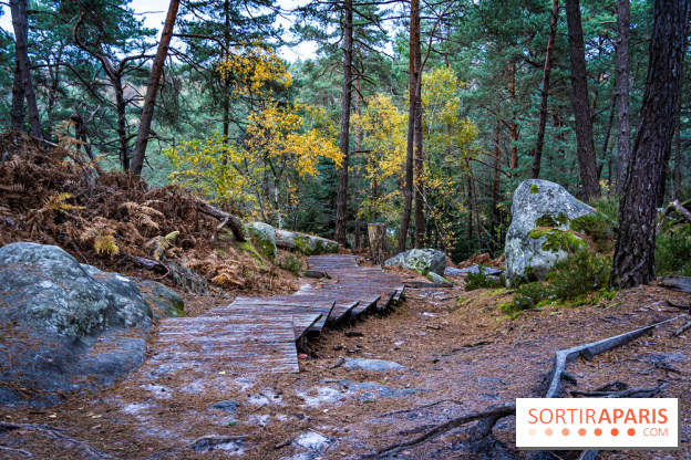 Journée internationale des forêts 2024 : des visites guidées gratuites en forêt de Fontainebleau