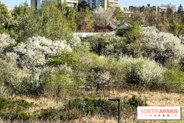 Allergies aux pollens en Ile-de-France : nouveau bulletin, causes et recommandations 