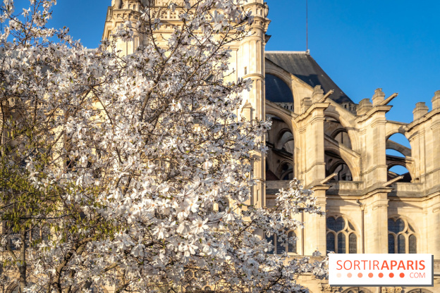 Paris : le printemps prend de l'avance : 6 spots d'arbres en fleurs à découvrir en ce moment