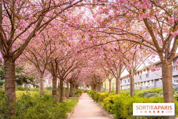 La Mail de Bièvre et ses cerisiers en fleurs, le spot Hanami caché à Paris