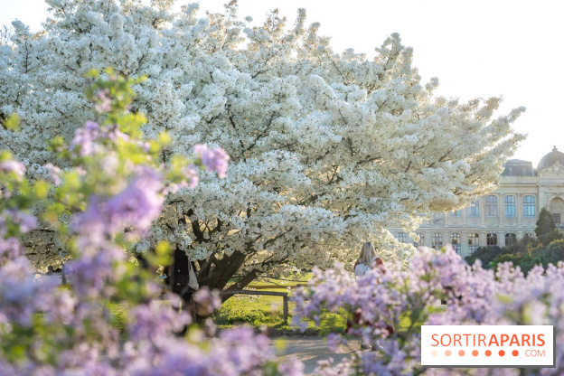 Le cerisier du Japon 'Shirotae' du Jardin des Plantes : l'arbre remarquable au blanc éclatant en fleurs