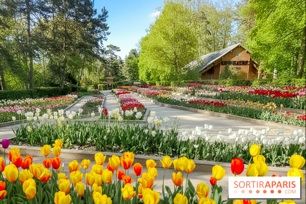 Le Parc Floral de Paris Vincennes, tulipes