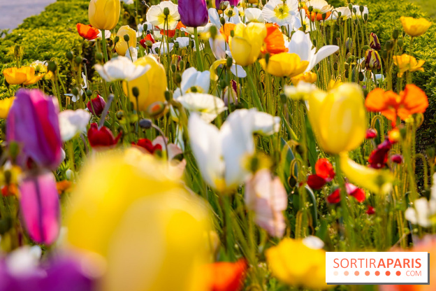 Où voir des tulipes à Paris ? 