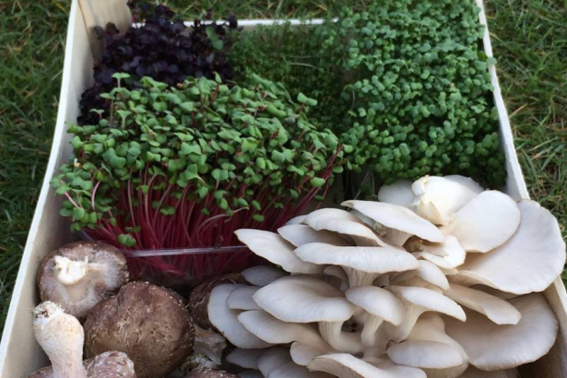 La Caverne, la première ferme urbaine en sous-sol de Paris