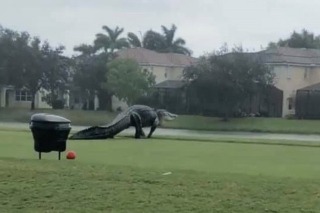 Un alligator géant aperçu dans un golf en Floride !