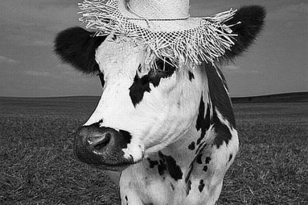 Oh la Vache ! Une exposition de Mondino à la Milk Factory
