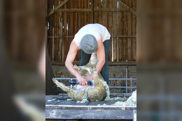 Week-end Tonte des moutons à la Bergerie Nationale