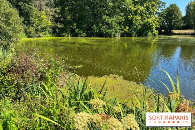Les cyanobactéries prolifèrent en Ile-de-France, attention aux chiens et à la pêche