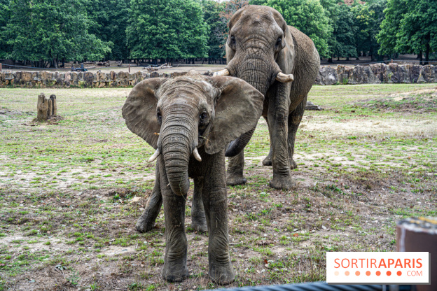 Au Zoo de Thoiry, des Lodges immersifs en Terre d'Afrique, avec vue sur les éléphants, se préparent