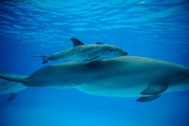Naissance d'un petit dauphin au Parc Astérix