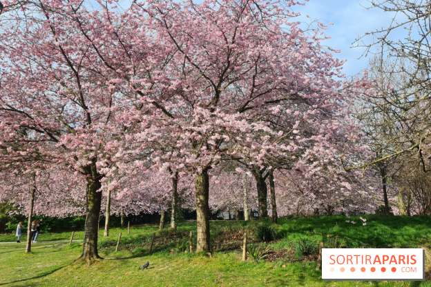 Où voir des cerisiers en fleurs à Paris et en Île-de-France : nos spots coup de cœur !