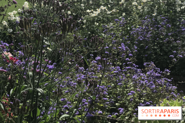 Distribution gratuite de 50.000 sachets de graines à Paris !