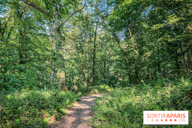 Les Nuits des Forêts 2023 dans le Val-d'Oise (95) : Le programme