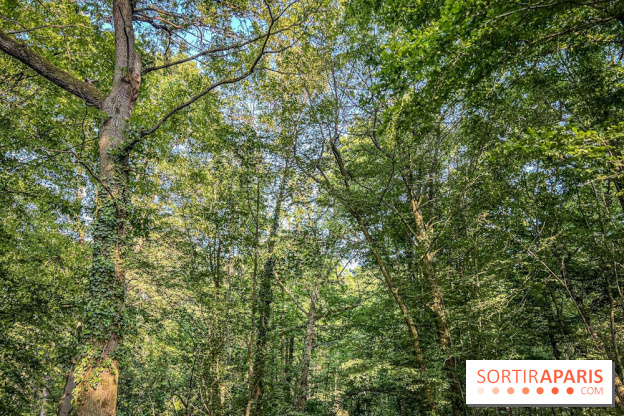 Les Nuits des Forêts 2023 en Seine-Saint-Denis (93) : Le programme