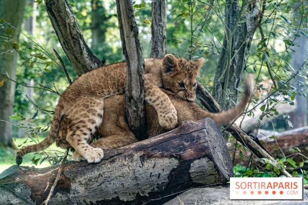 Carnet rose au Zoo de Thoiry (78) : deux bébés lionnes pointent le bout de leur nez