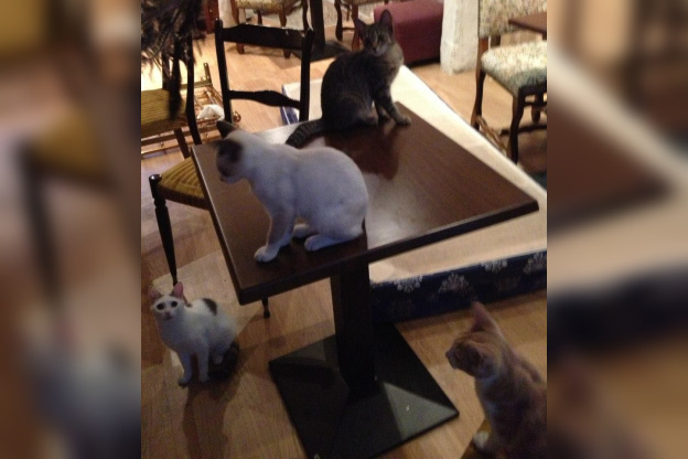 Le Café des chats, le premier bar à chats français à Paris