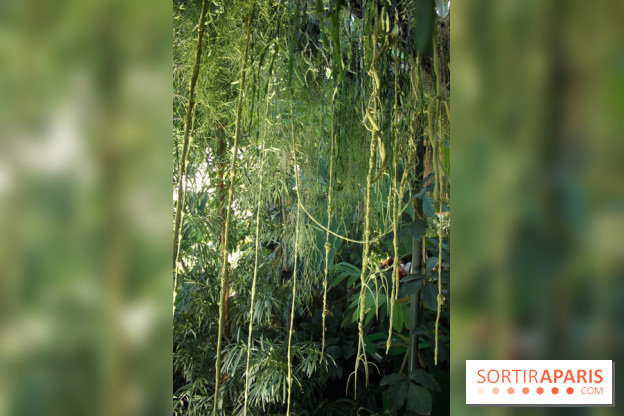 Noces Végétales au Jardin des Plantes : la traversée végétale