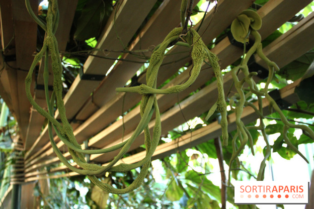 Noces Végétales au Jardin des Plantes: la traversée végétale