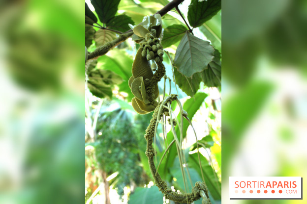 Noces Végétales au Jardin des Plantes