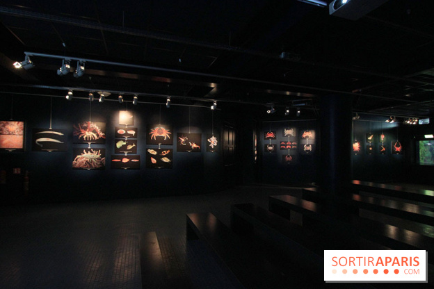 Exposition coquillages et crustacés à l'aquarium de la Porte Dorée
