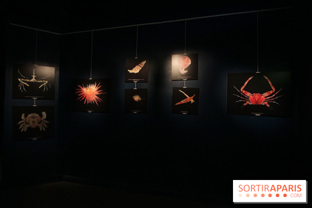Exposition coquillages et crustacés à l'aquarium de la Porte Dorée