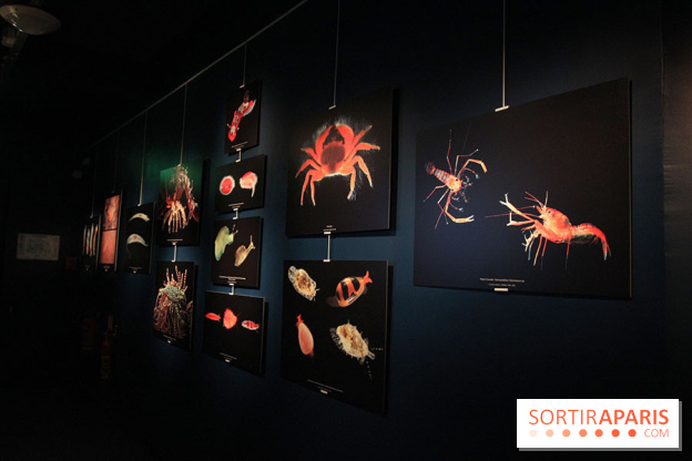 Exposition coquillages et crustacés à l'aquarium de la Porte Dorée