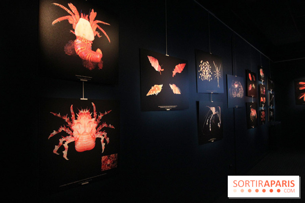 Exposition coquillages et crustacés à l'aquarium de la Porte Dorée