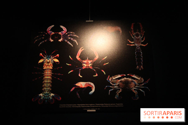 Exposition coquillages et crustacés à l'aquarium de la Porte Dorée