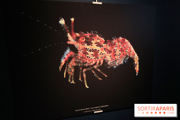 Exposition coquillages et crustacés à l'aquarium de la Porte Dorée