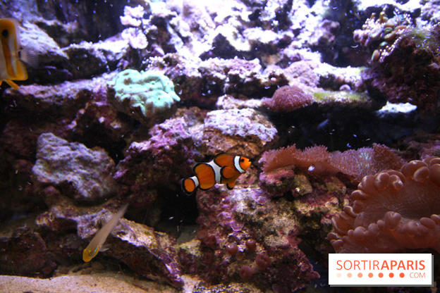 Aquarium de la Porte Dorée à Paris