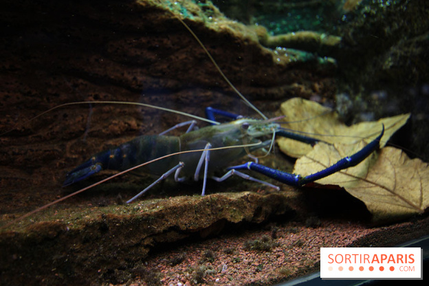 Aquarium de la Porte Dorée à Paris