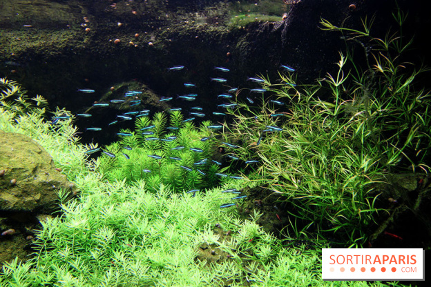 Aquarium de la Porte Dorée à Paris