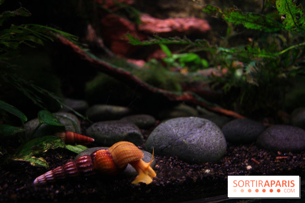 Aquarium de la Porte Dorée à Paris