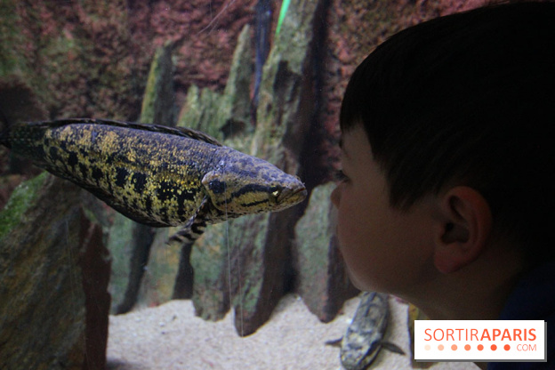 Aquarium de la Porte Dorée à Paris