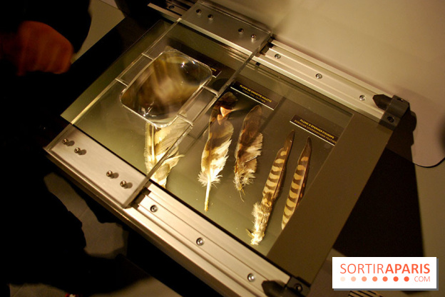 Exposition Nuit au Muséum Natinaol d'Histoire Naturelle