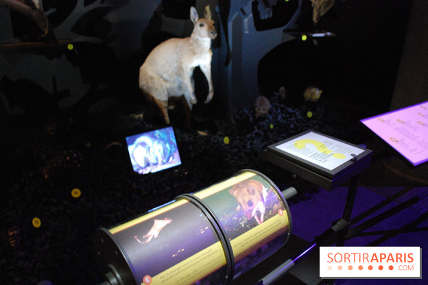 Exposition Nuit au Muséum Natinaol d'Histoire Naturelle