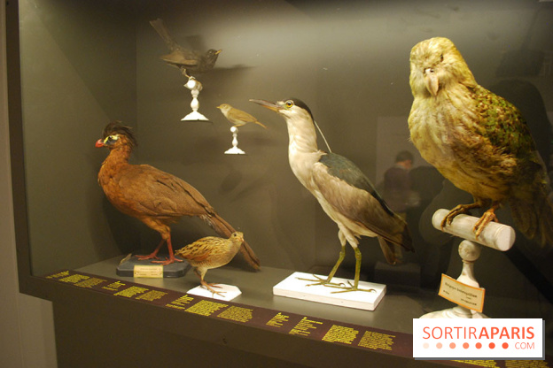 Exposition Nuit au Muséum Natinaol d'Histoire Naturelle