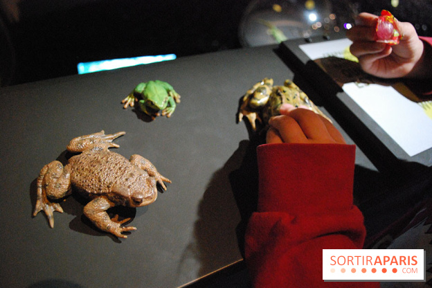 Exposition Nuit au Muséum Natinaol d'Histoire Naturelle