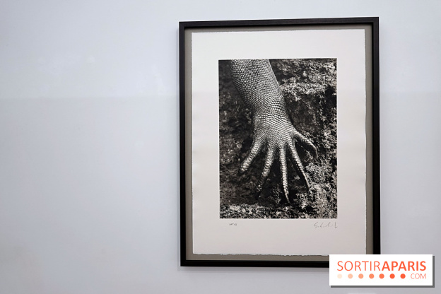 Sebastião Salgado présente son exposition "Genesis Platinum" à la Galerie Polka 