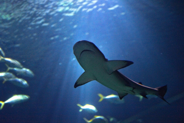 L'Aquarium de Paris délocalise ses bassins au Renaissance Le Parc Trocadéro