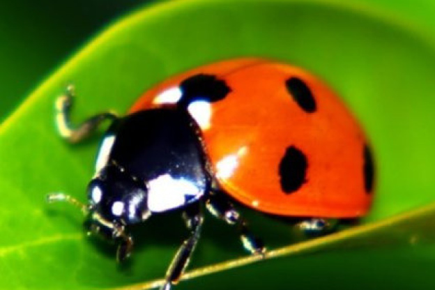 Des larves de coccinelles distribuées aux jardiniers parisiens amateurs