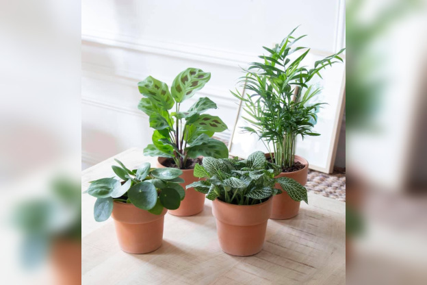 Flowershop : grande vente de plantes à Paris by My Little Box & Bergamotte
