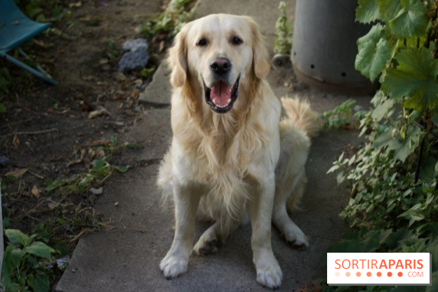 Les parcs, squares et jardins où promener son chien à Paris, avec ou sans laisse 