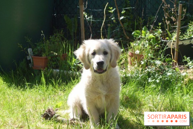 Les parcs, squares et jardins où promener son chien à Paris, avec ou sans laisse 