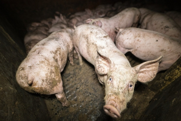 Vidéo : l'association L214 dénonce l'envers du décor d'un élevage de cochons mis en avant par Herta