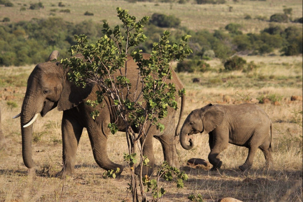 Biodiversité : l'éléphant de forêt d'Afrique désormais classé en "danger critique d'extinction"