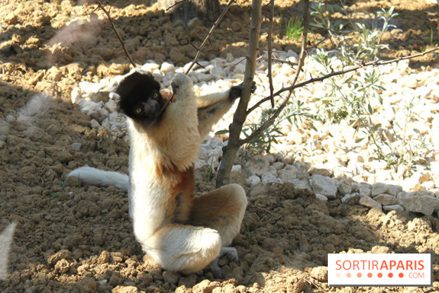 Zoo de Vincennes, Parc Zoologique de Paris