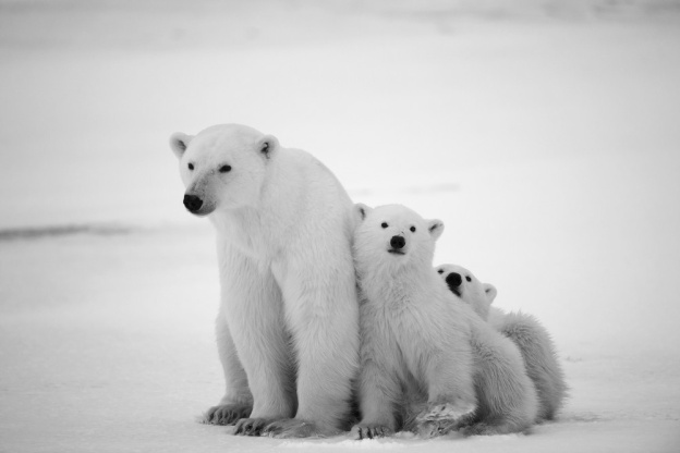 Ours, l'expo photo de Vincent Munier au Jardin des Plantes