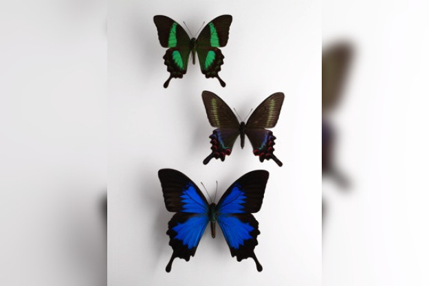 Une fenêtre sur Confluences, l'expo au musée du Quai Branly