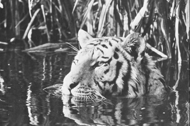The Veldt (La Savane) au théâtre Nanterre-Amandiers